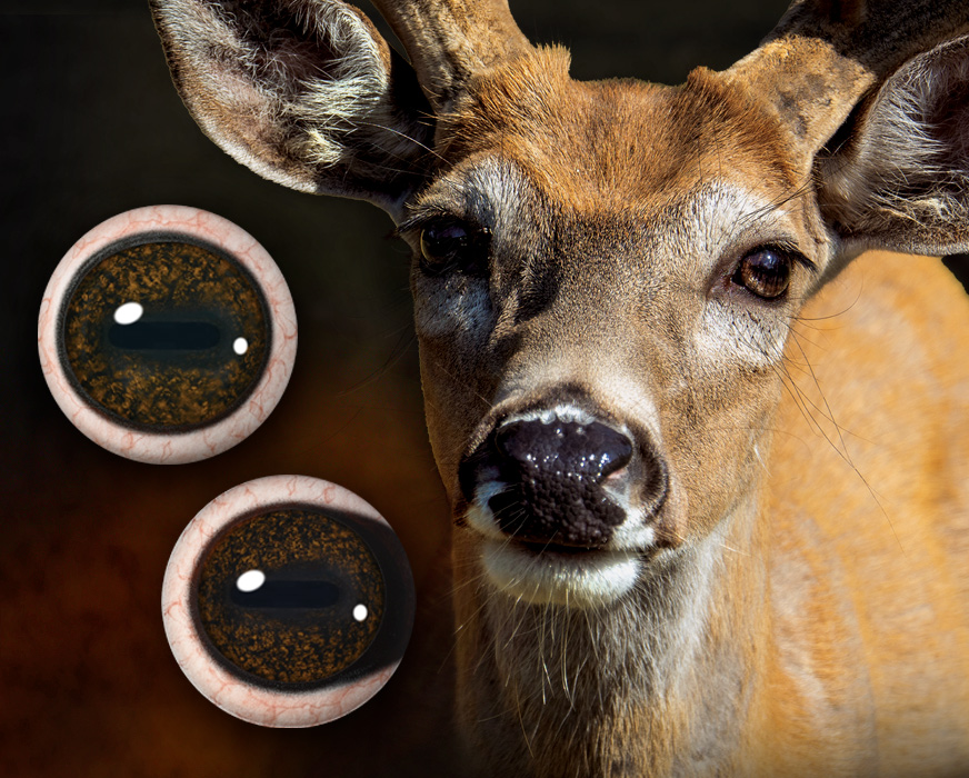 Deer